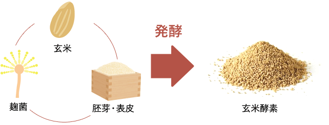 玄米酵素とは