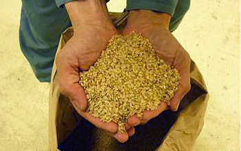 これが原料の北海道産玄米！